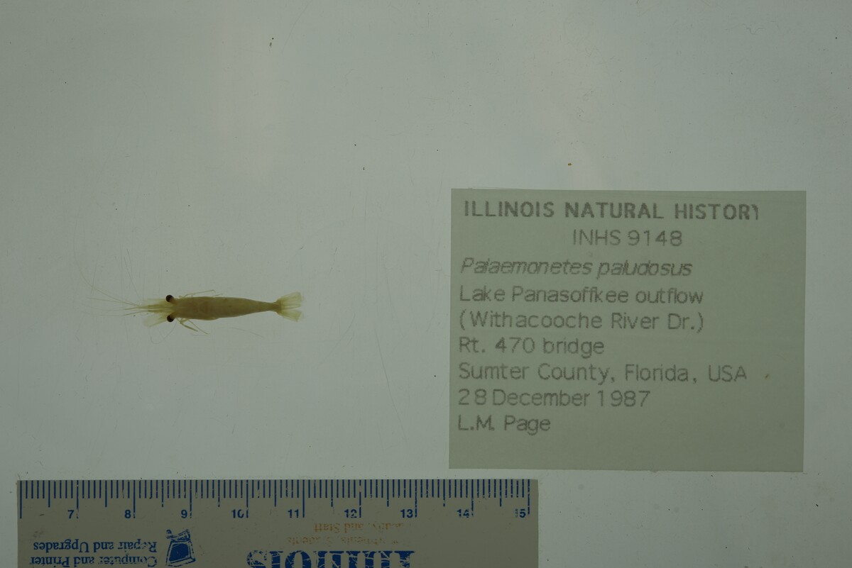 Palaemonetes paludosus image